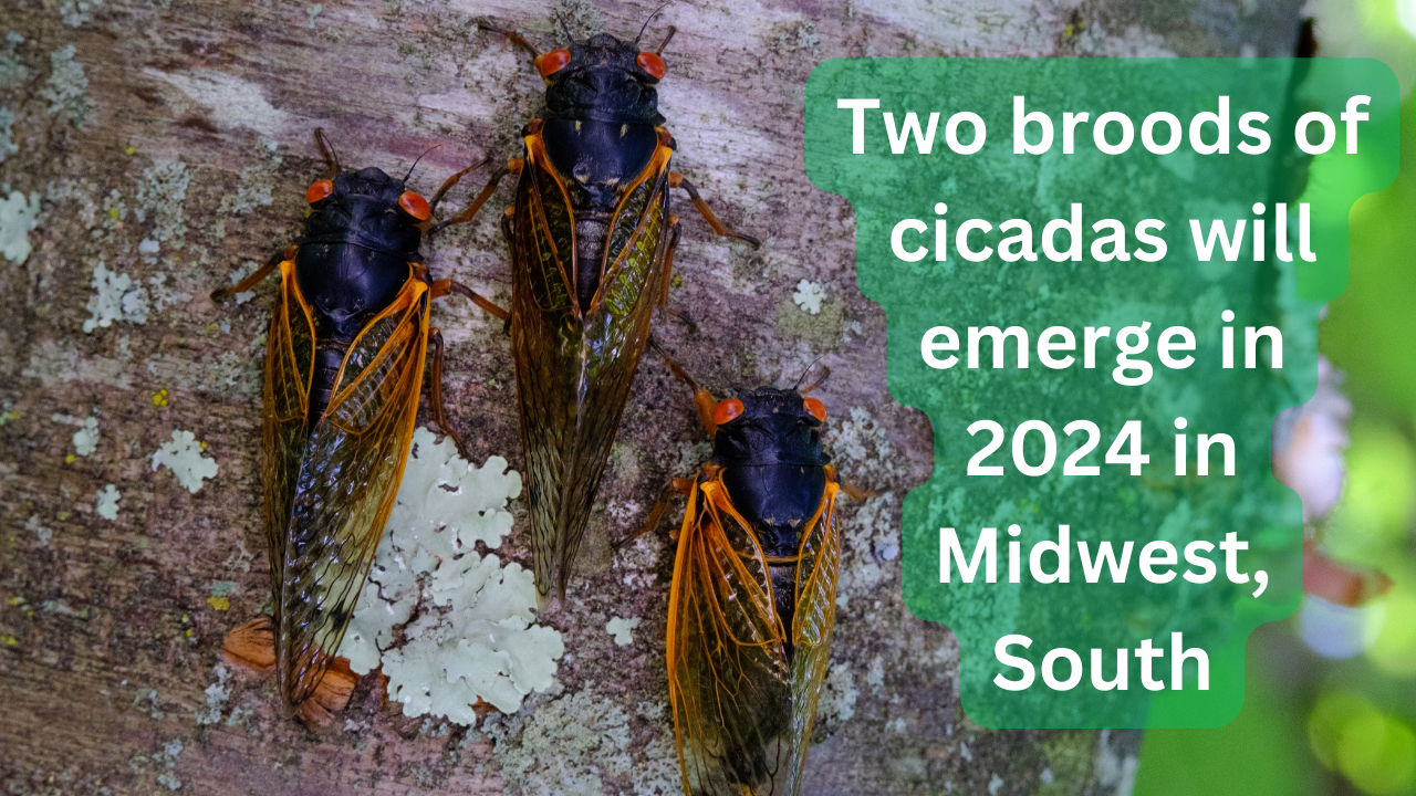 Cicadas 2024 When and where 2 broods will emerge this spring Safecastle